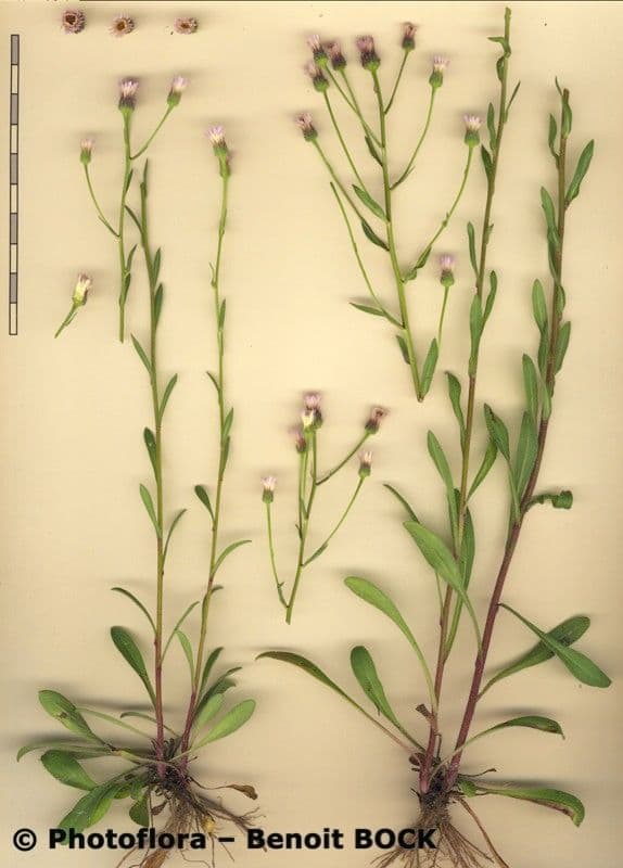 Erigeron alpino 28