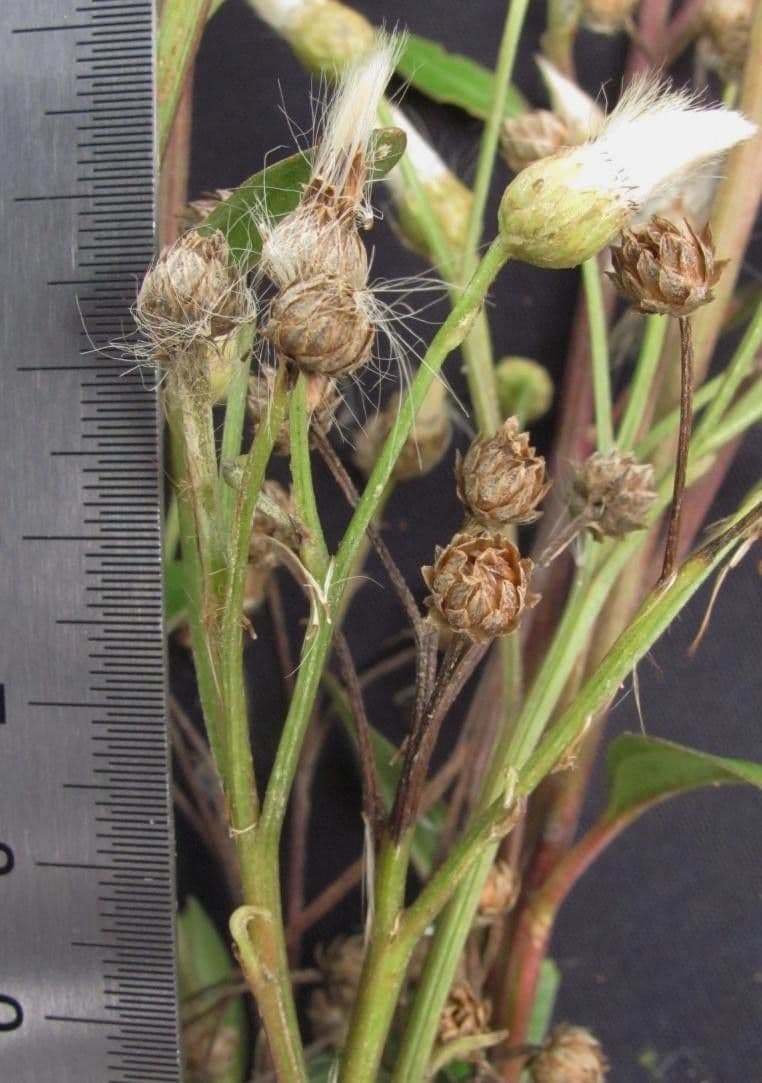 Baccharis stopkatá