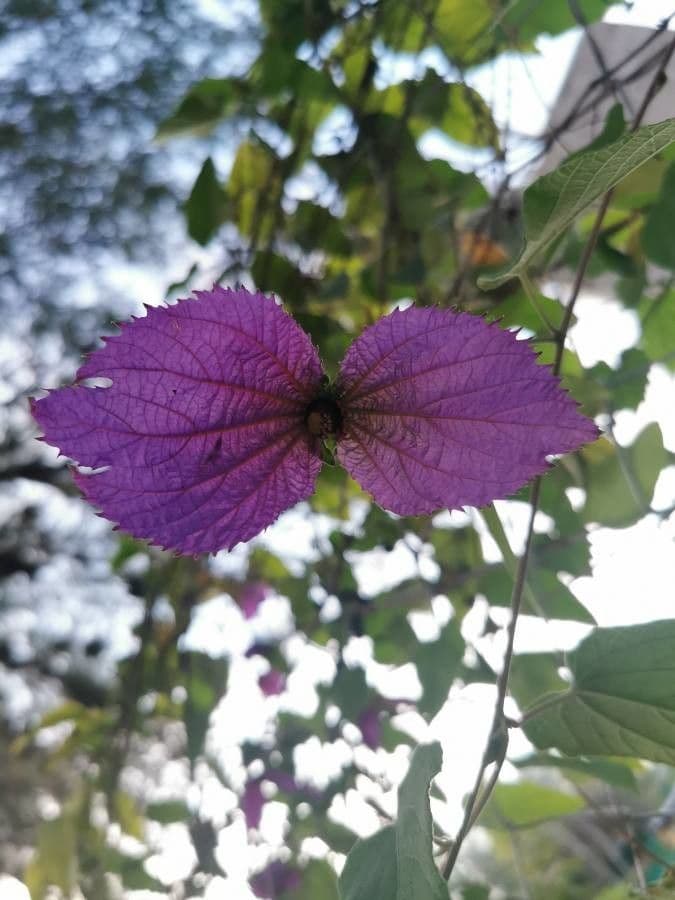 Dalechampia 8