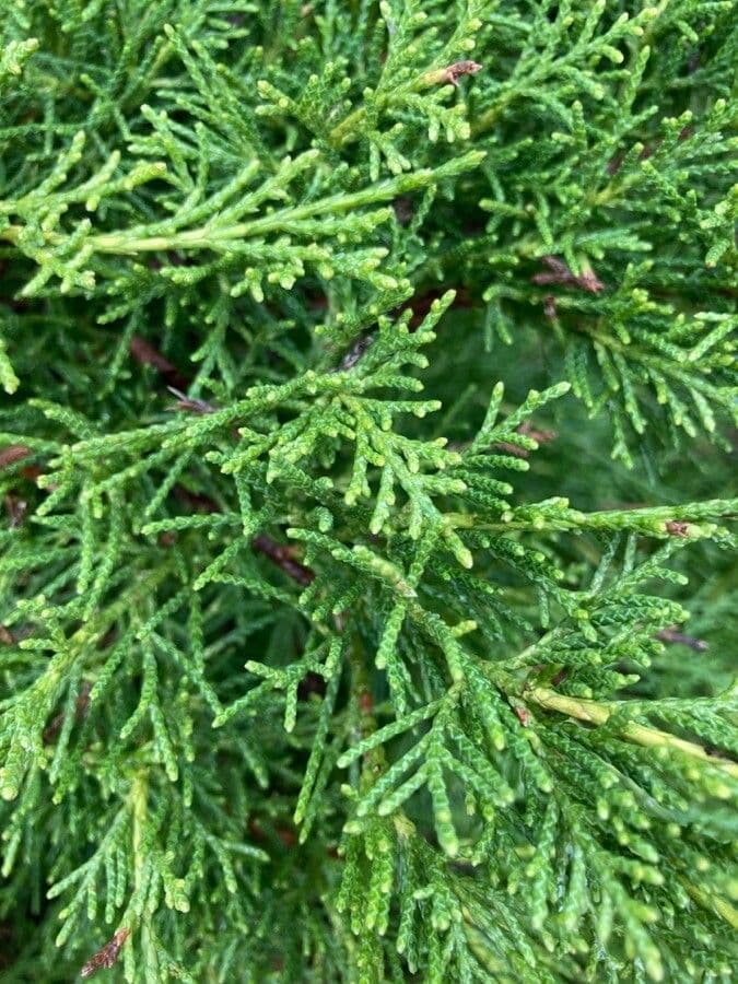 Atlantic white cypress 10