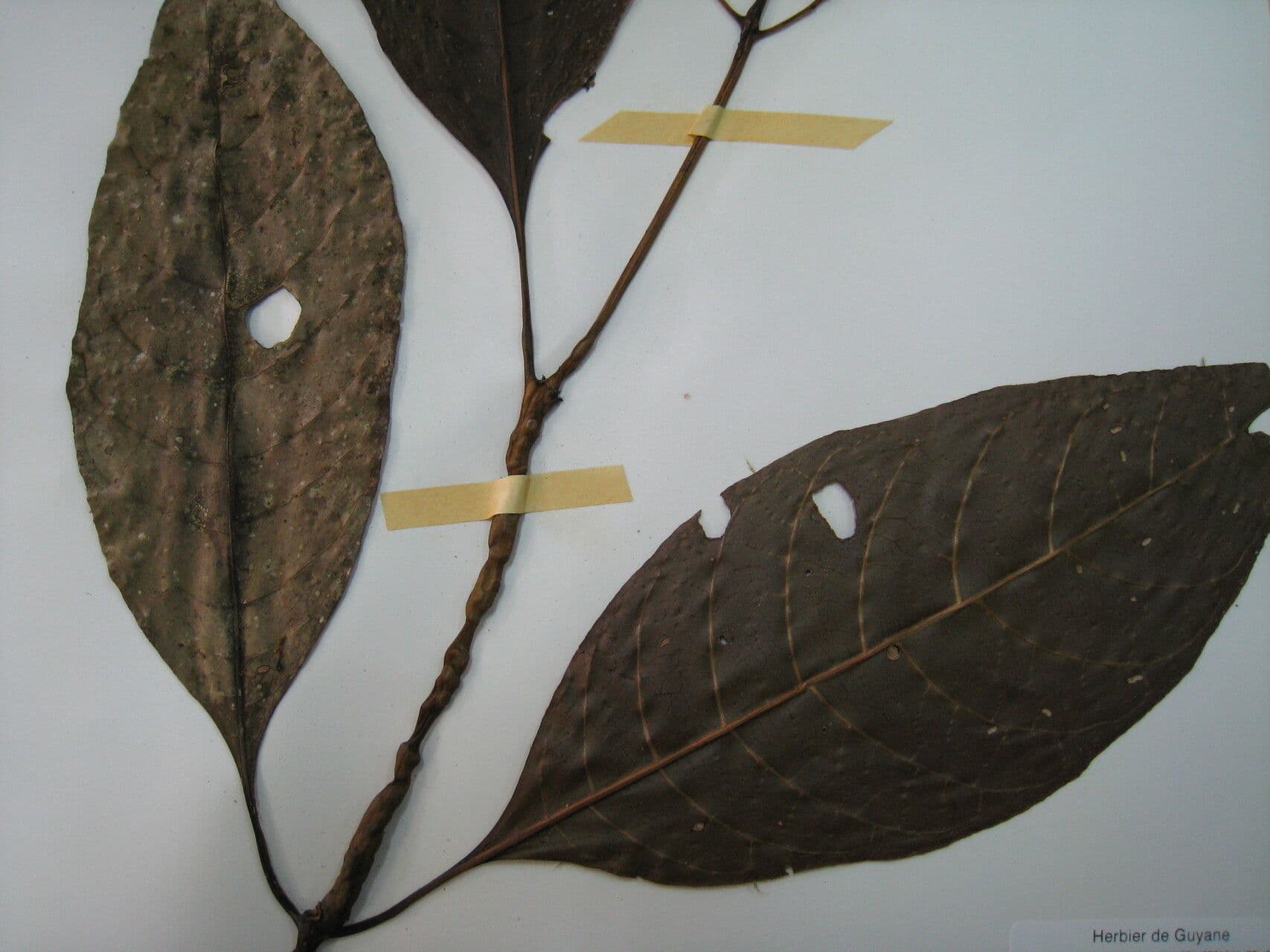 Palicourea croceoides 8