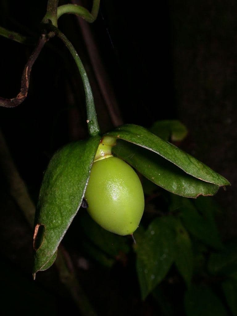 Mendoncia 4