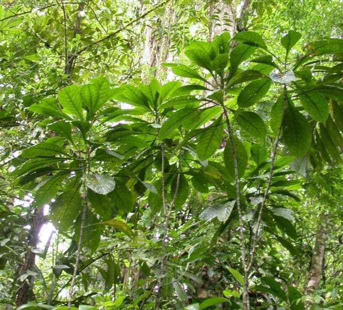 Aphelandra 7