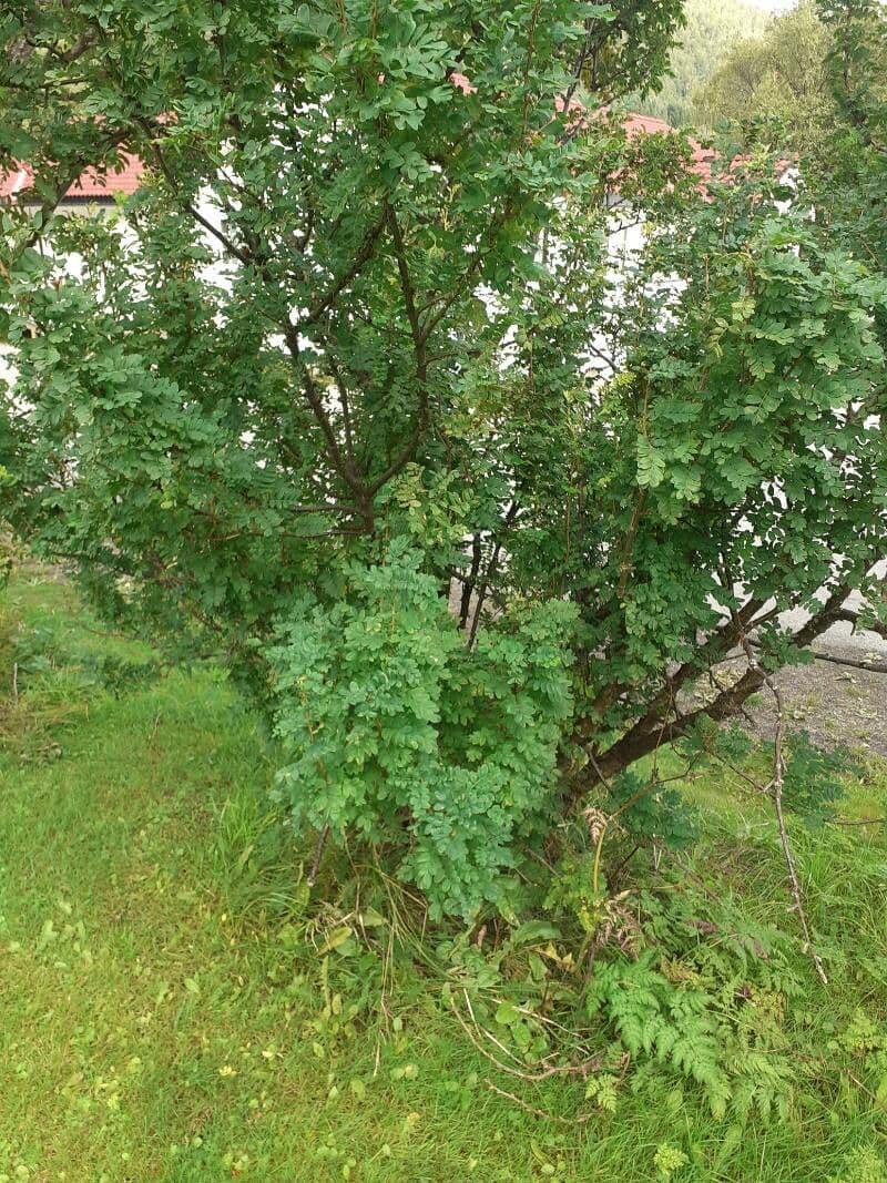 Karex stromovitý 20