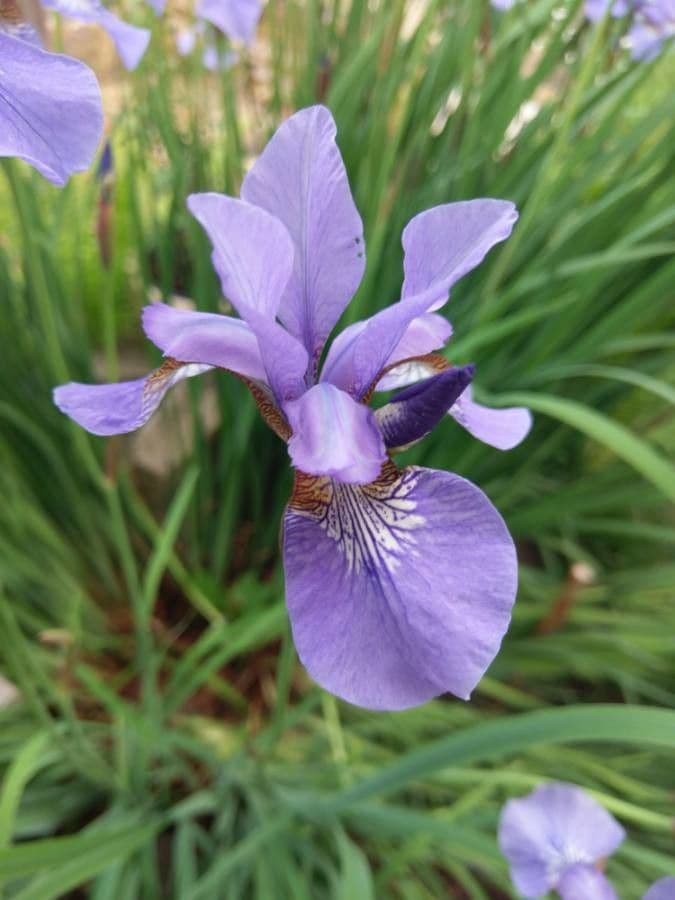 Iris versicolor 2