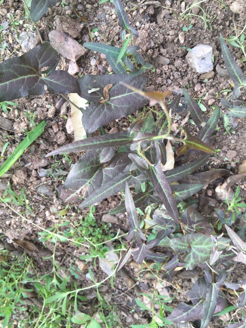 Aristolochia 10