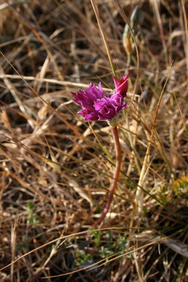 Cipolla costiera 4