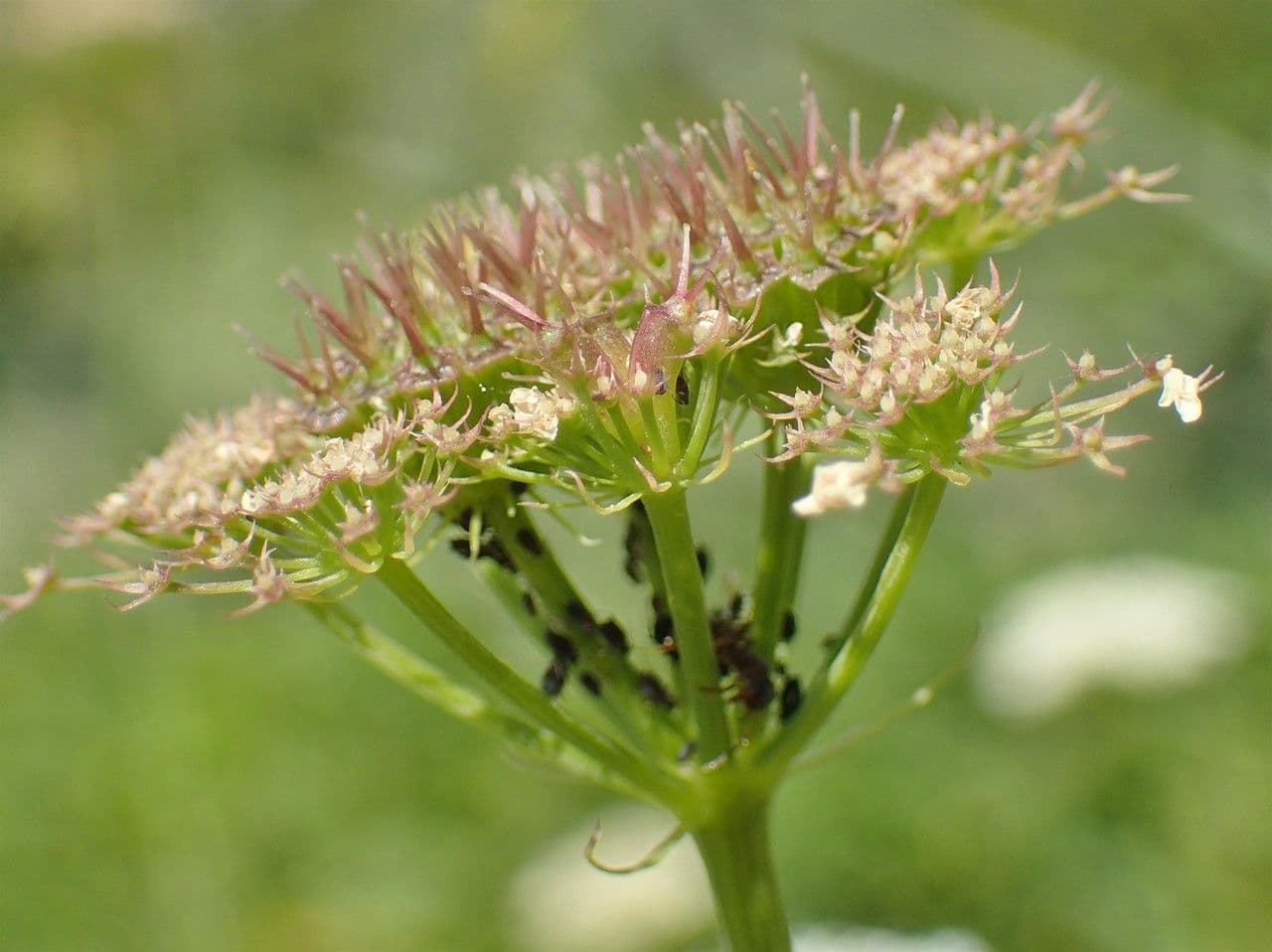 Oenanthe pimpinelloides 5