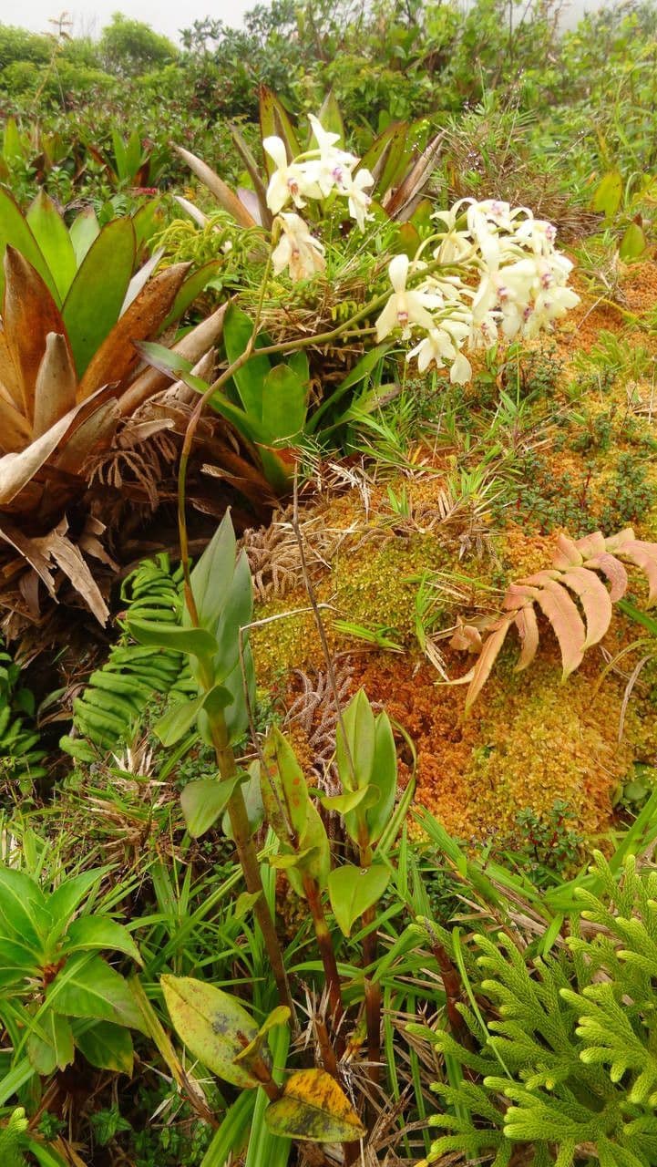 Epidendrum patens 5