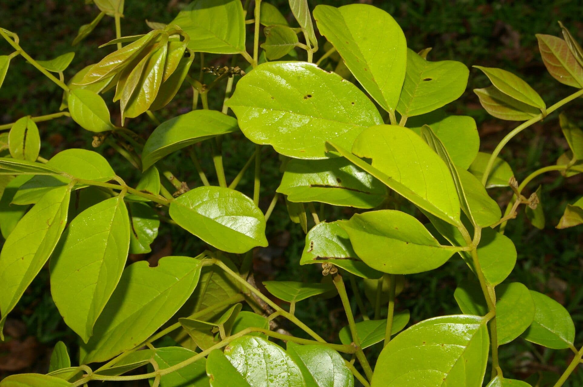 Lonchocarpus 8