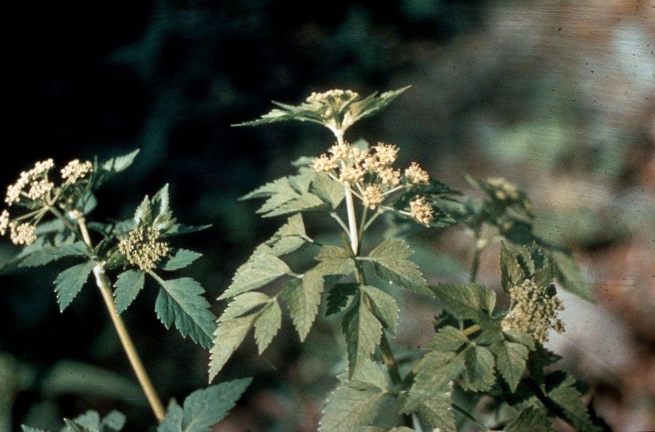 Ligusticum 2