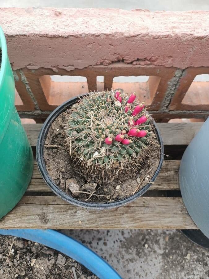 Mammillaria uncinata