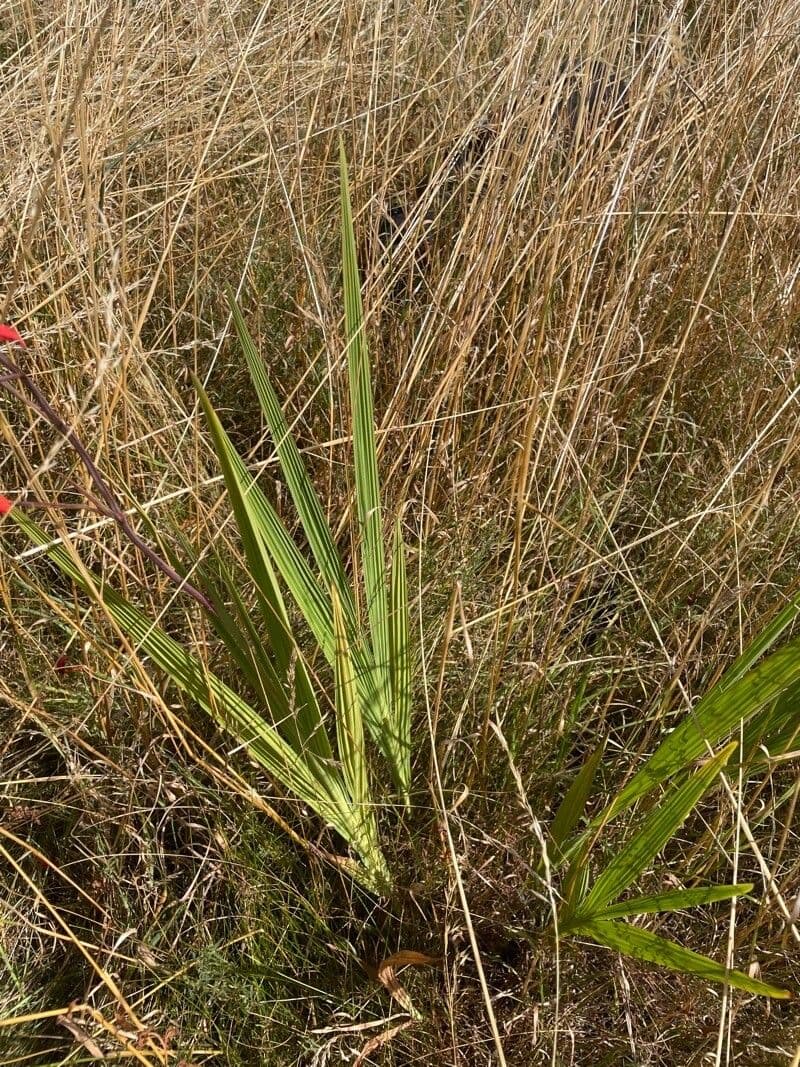 Crocosmia paniculata 10