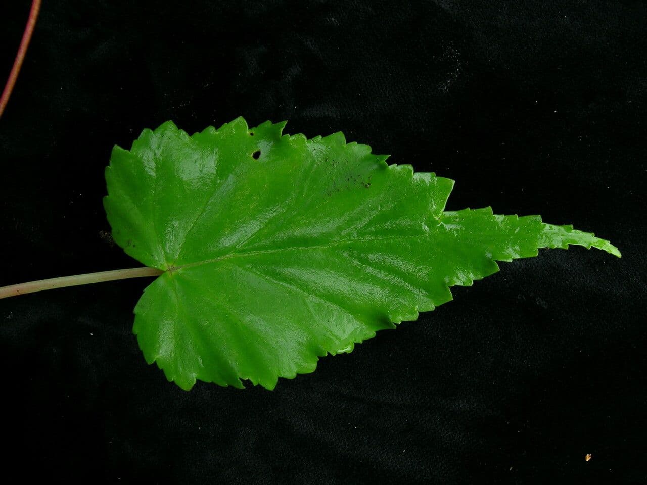Begonia 6