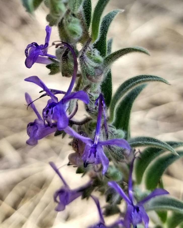 Trichostema lanceolatum 6
