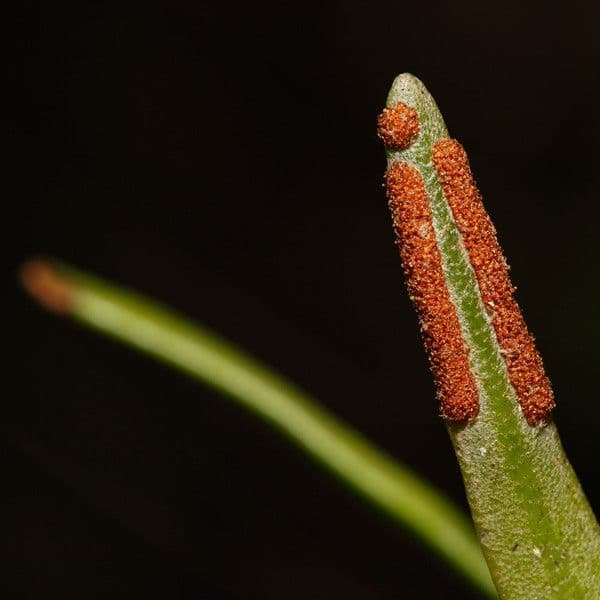 Pyrrosia 9
