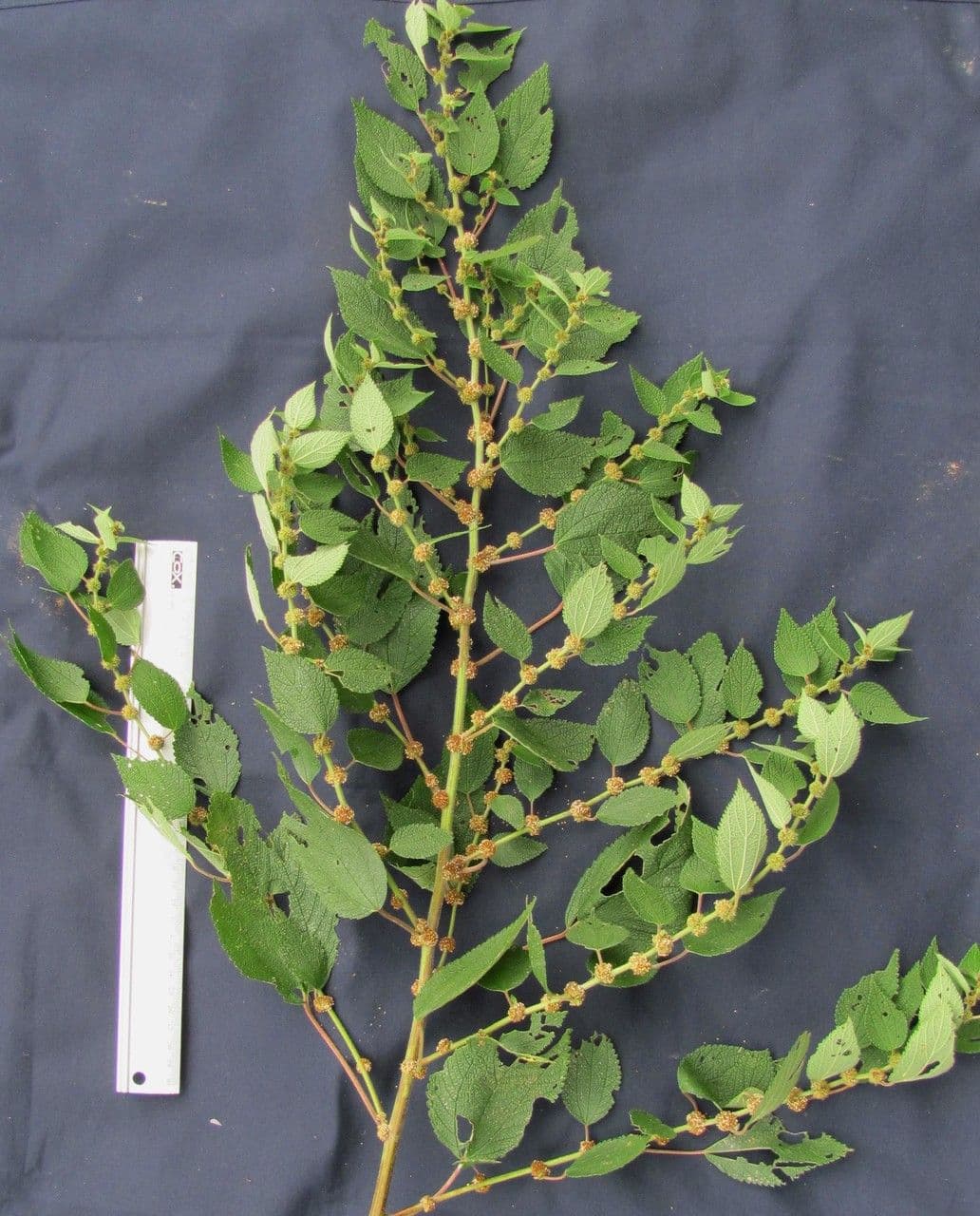 Phenax rugosus 9