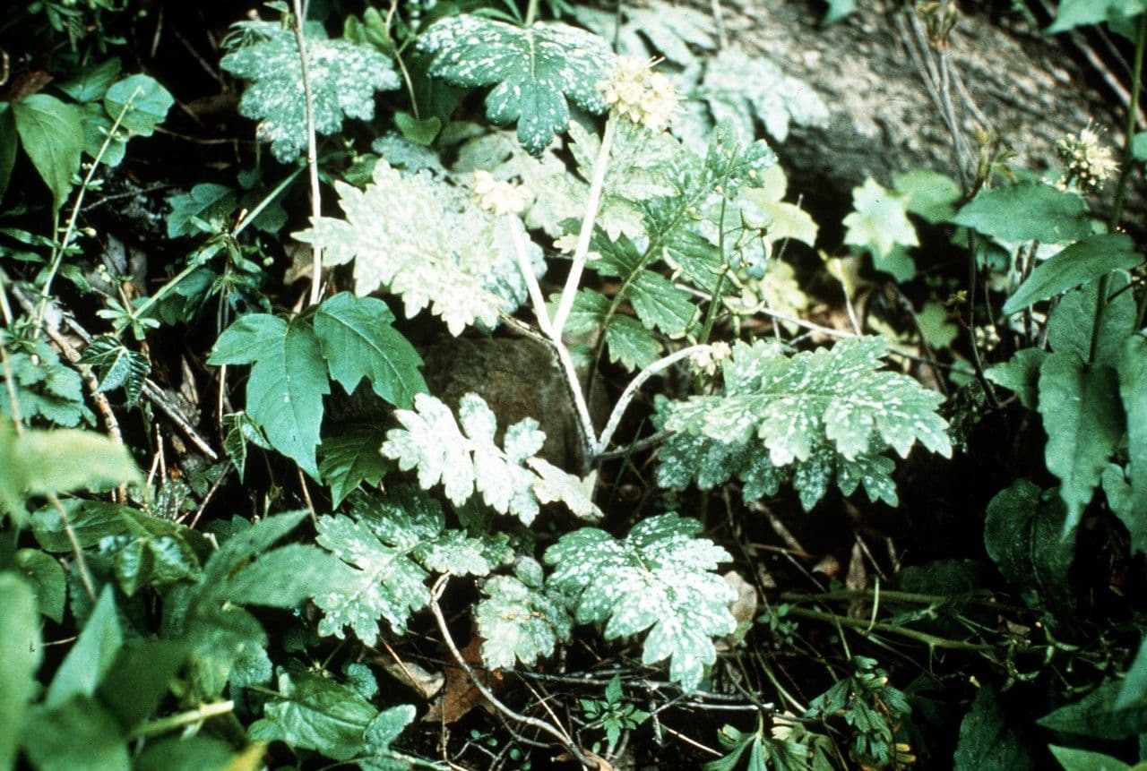 Hydrophyllum 2