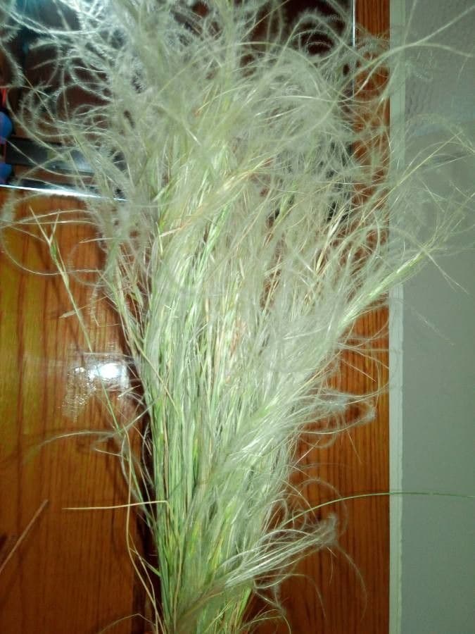 Stipa