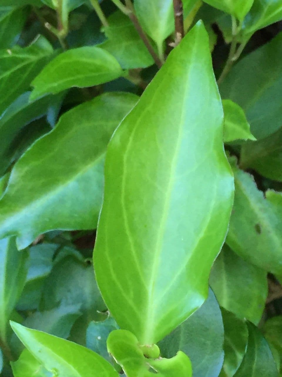 Griselinia 13