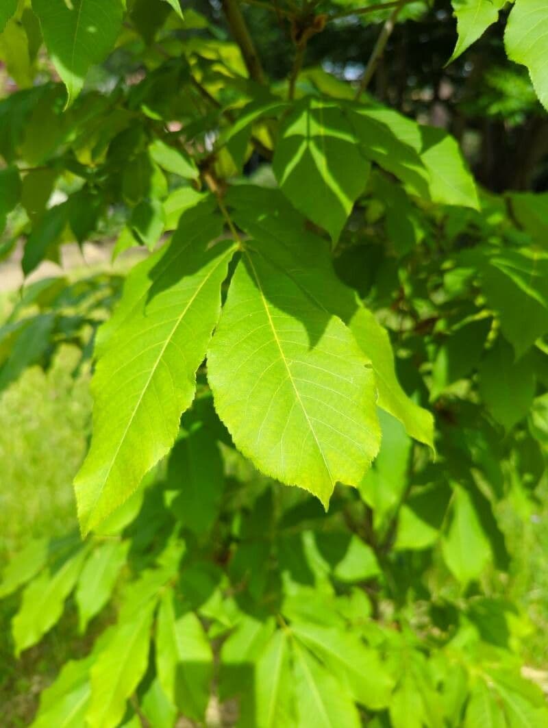 Noyer de pécans 2