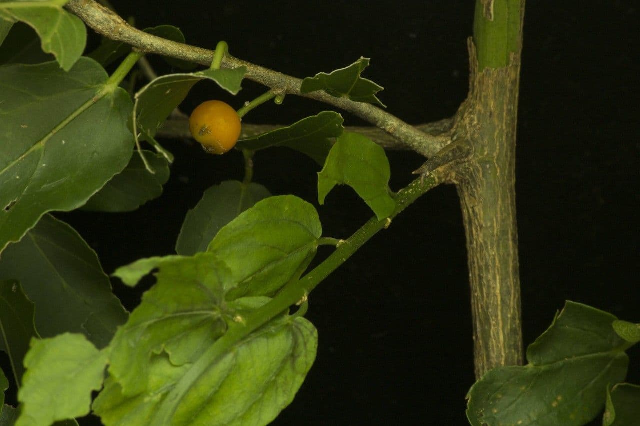 Celtis iguanaea