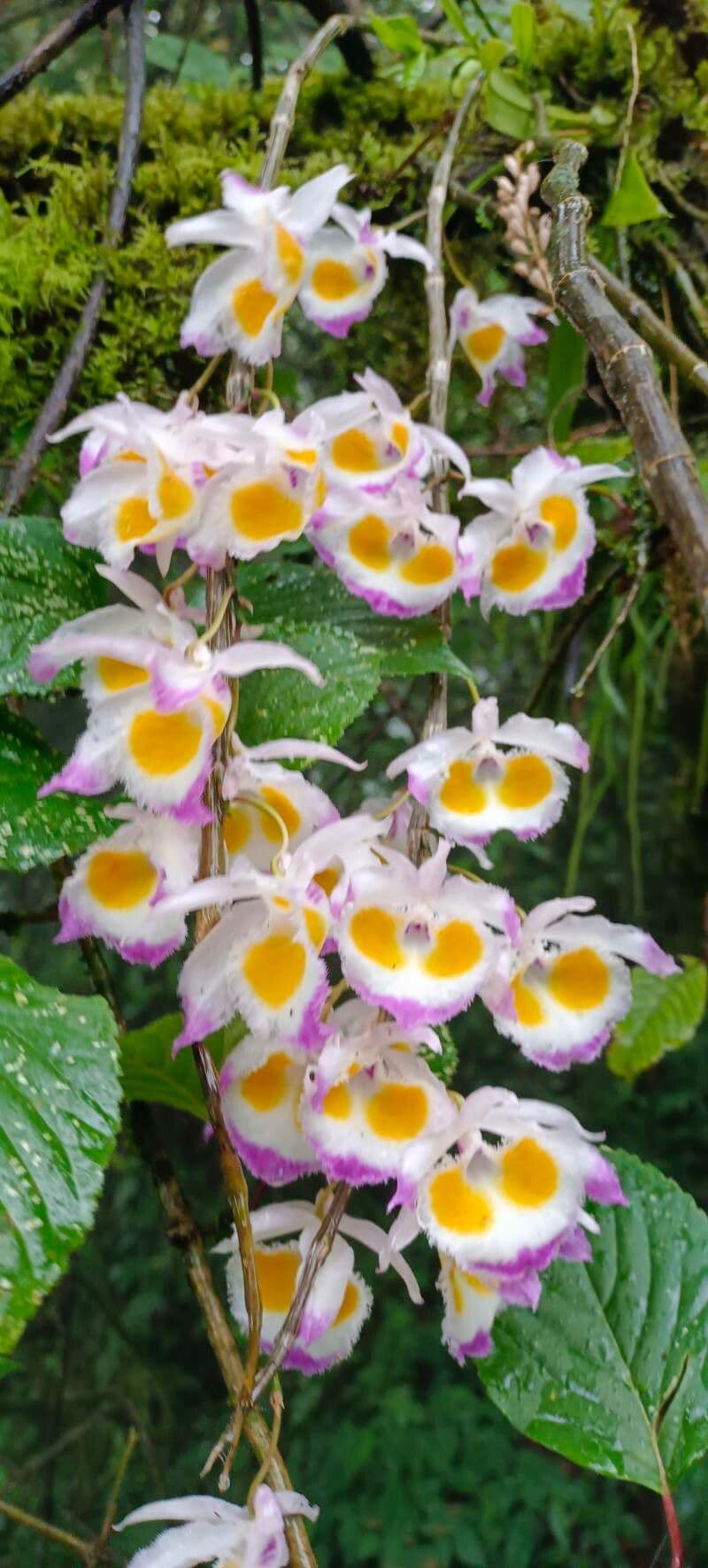 Dendrobium 5