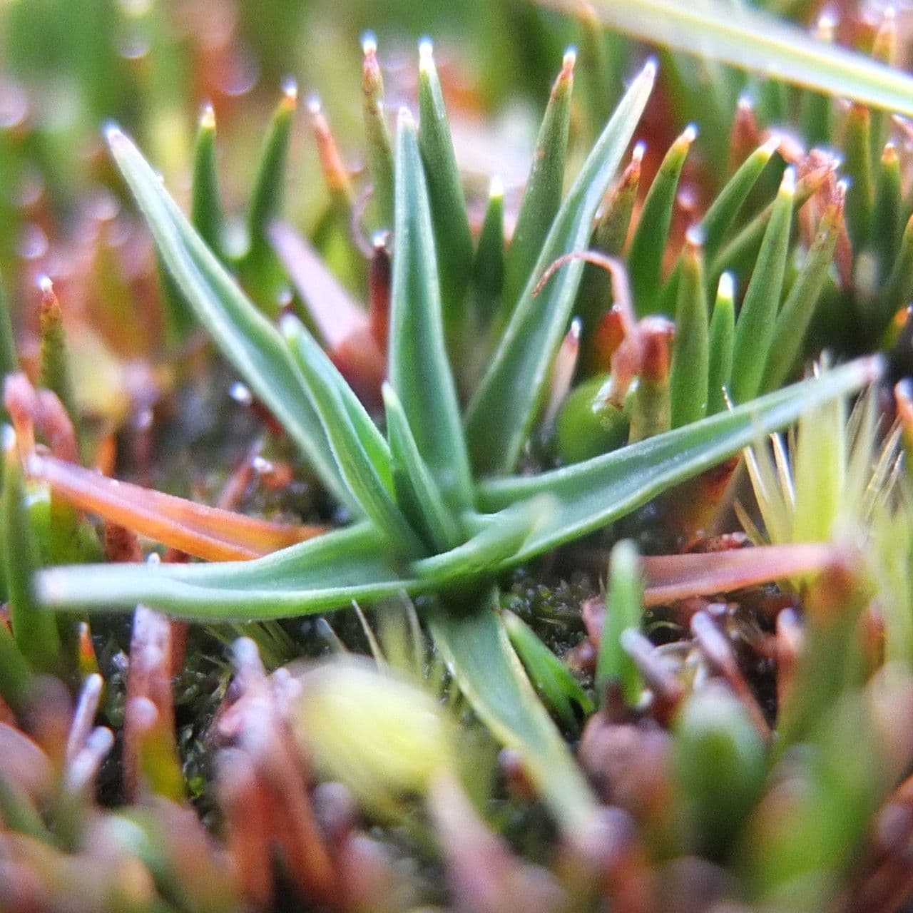 Phylloscirpus 4