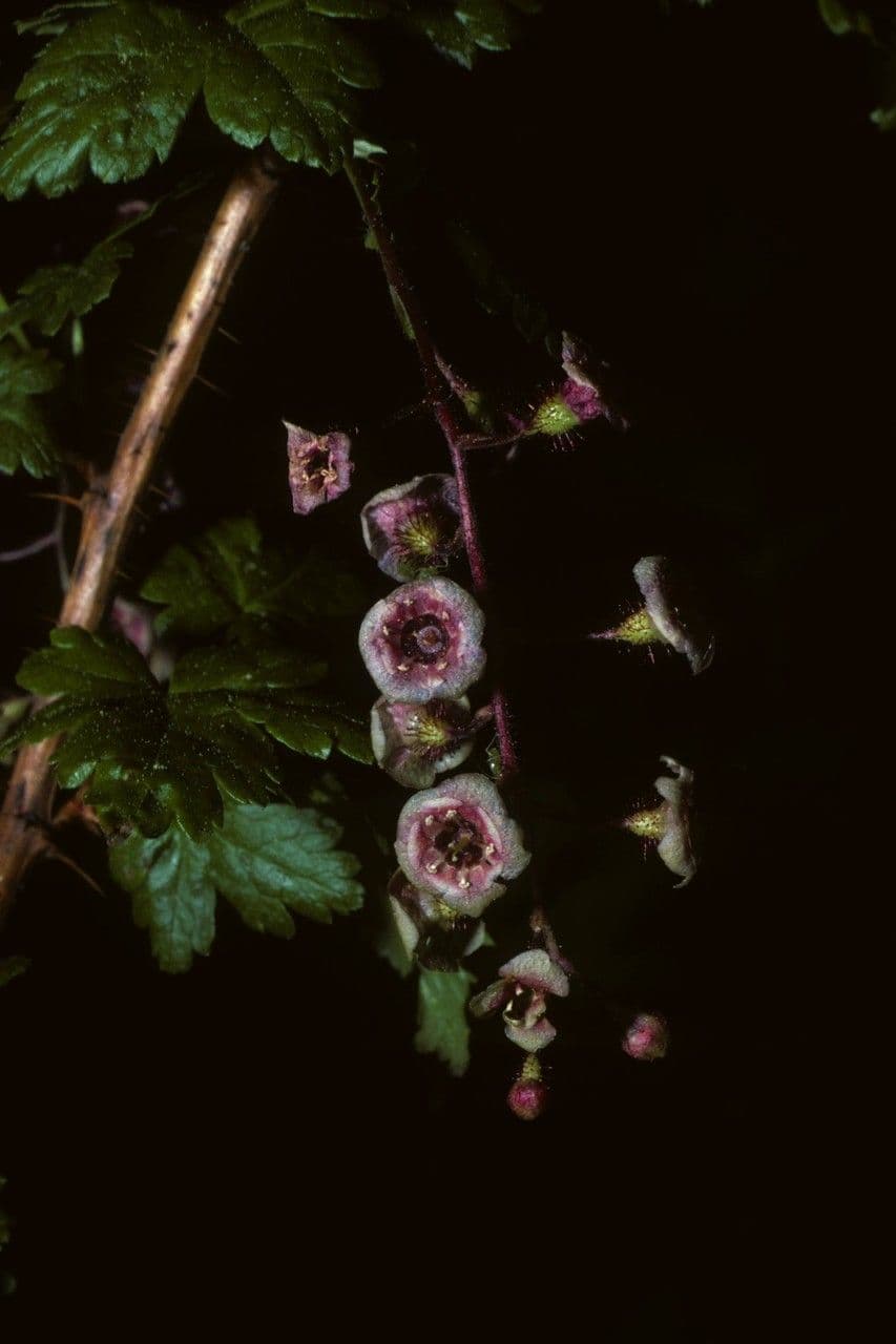 Ribes lacustre 8
