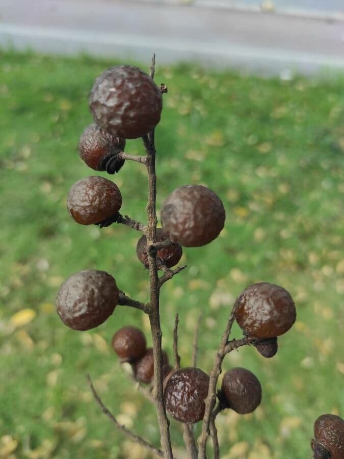 Seifenbaum 3