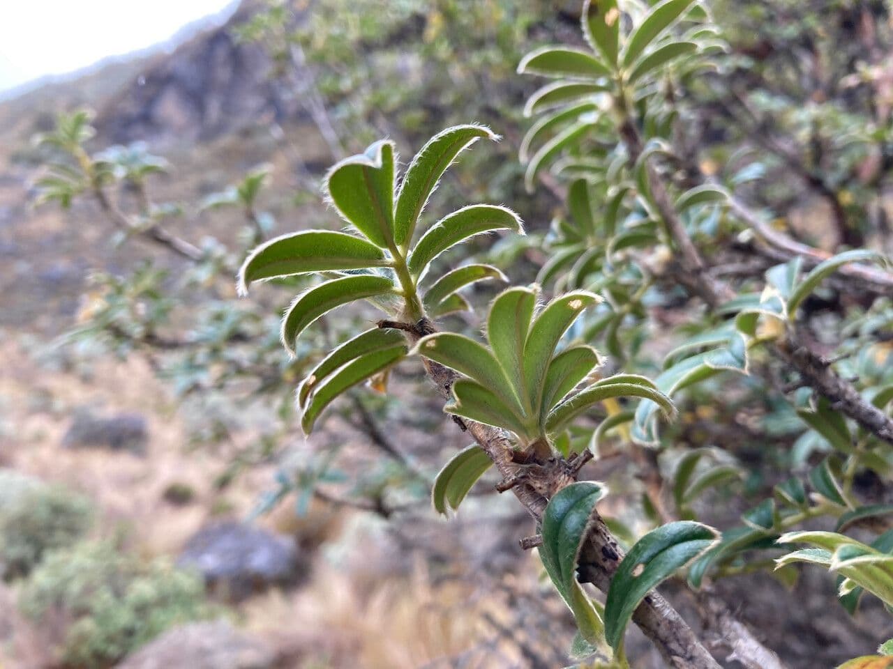 Polylepis sericea 8