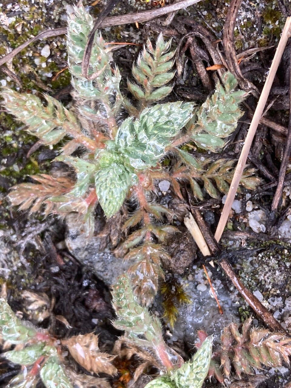 Alchemilla 4