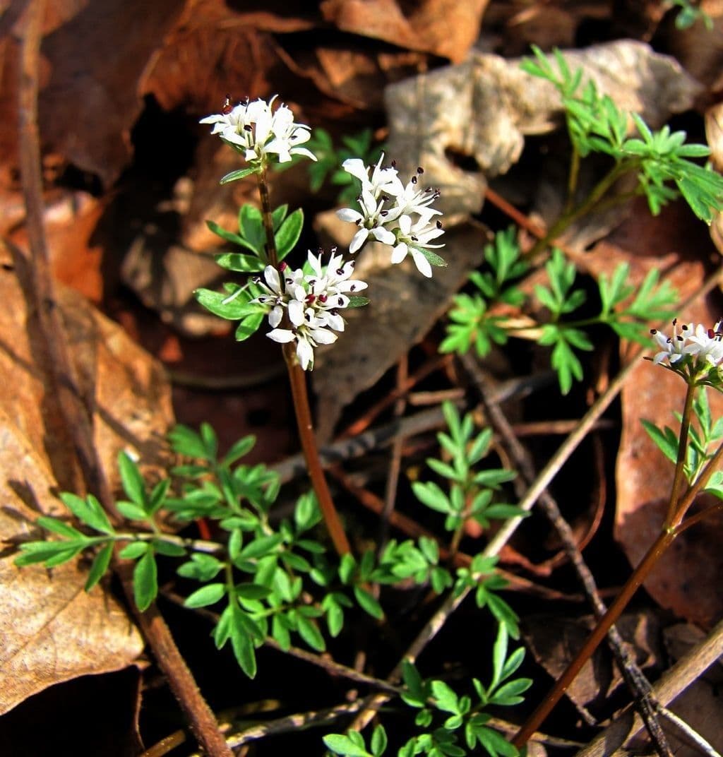 Erigenia bulbosa 2