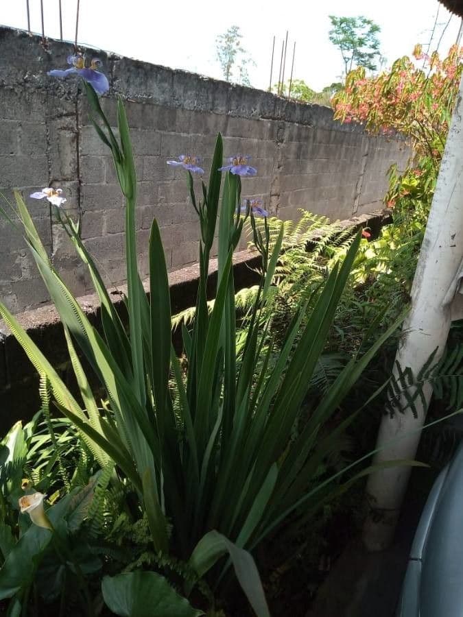Iris versicolor 9