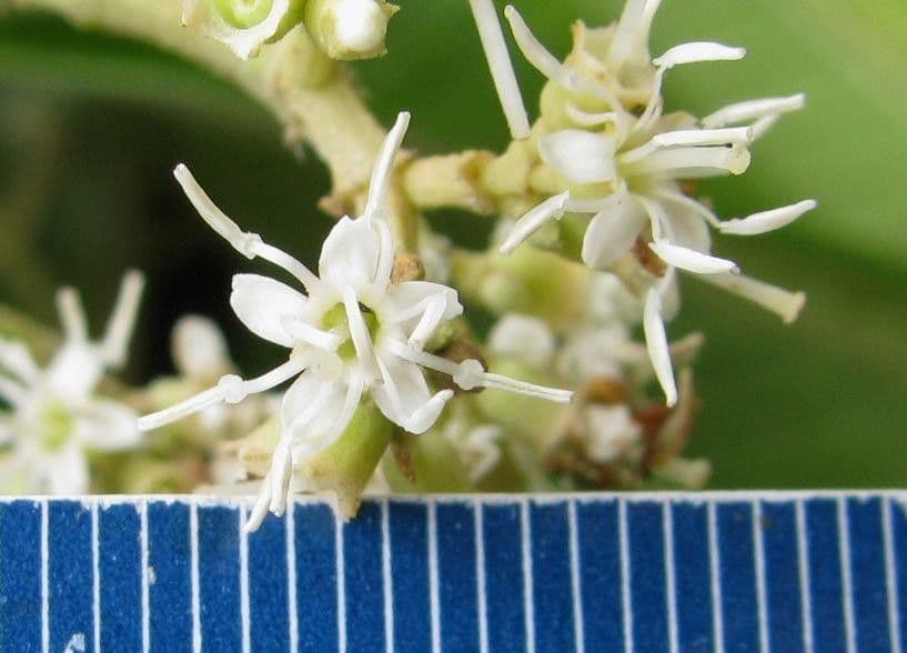 Miconia affine 7