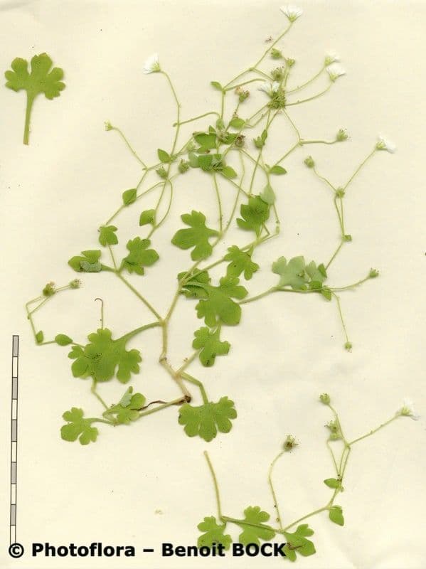 Steinbrech 16