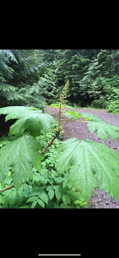 Oplopanax horridus 16