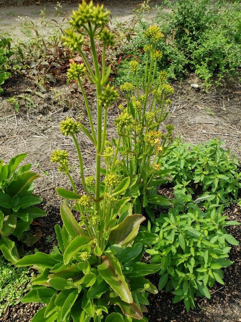 Kalanchoe densiflora