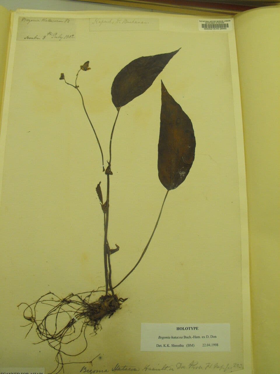 Begonia hatacoa 3
