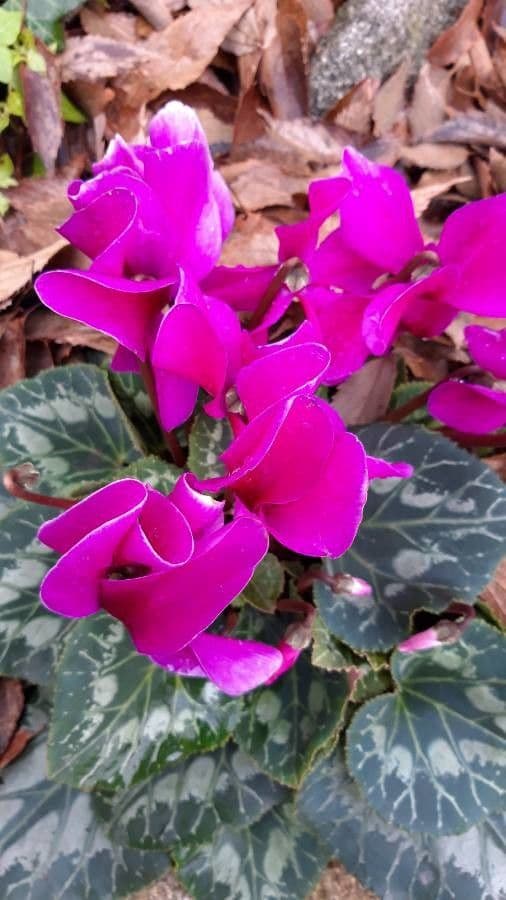 Ciclamino primaverile 6