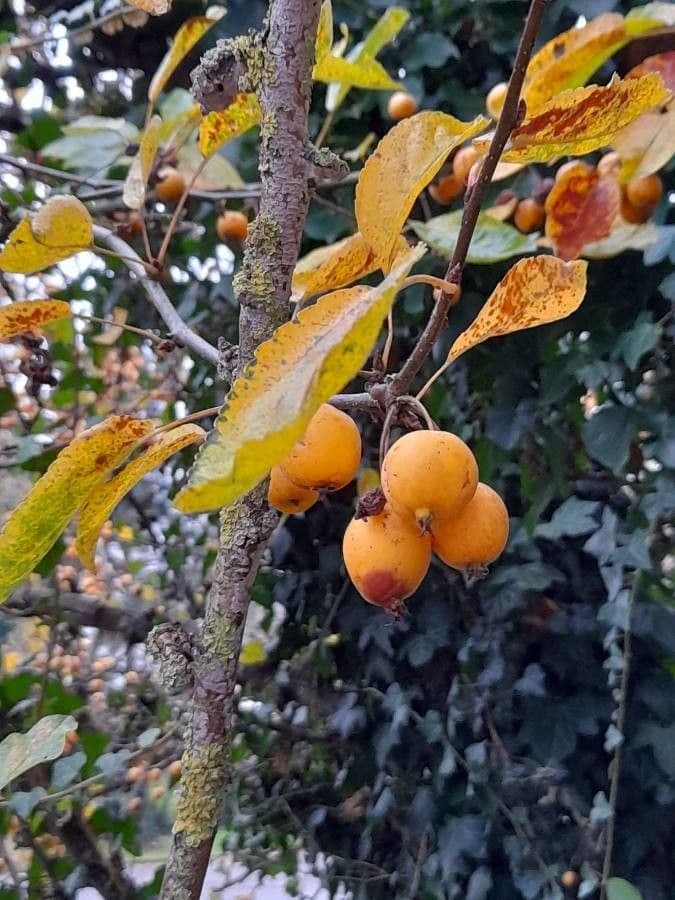 Zumi-Apfel