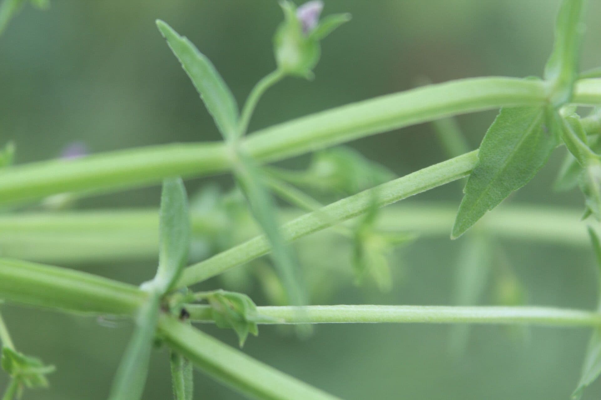 Stemodia durantifolia 16
