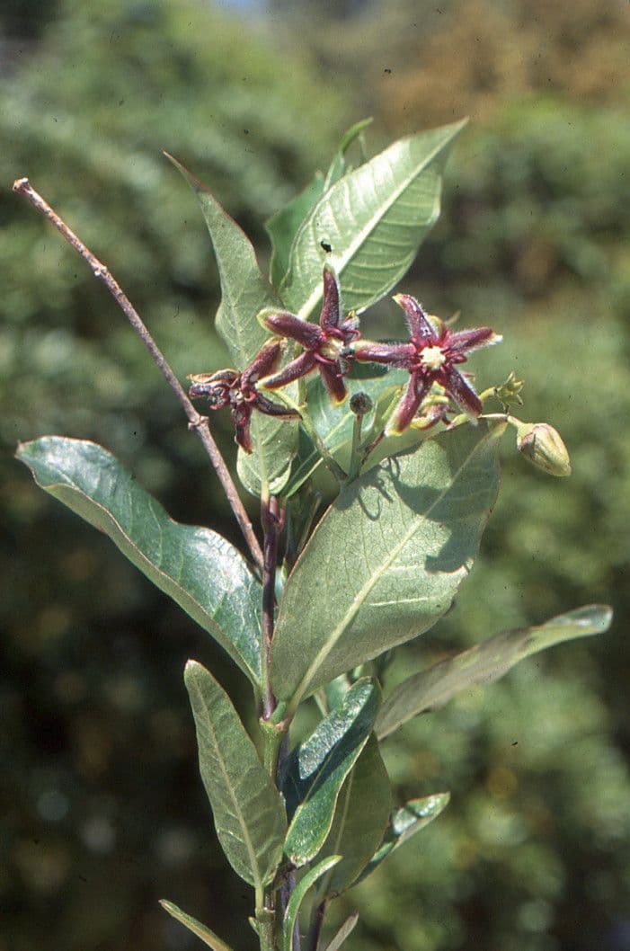 Periploca greca 20