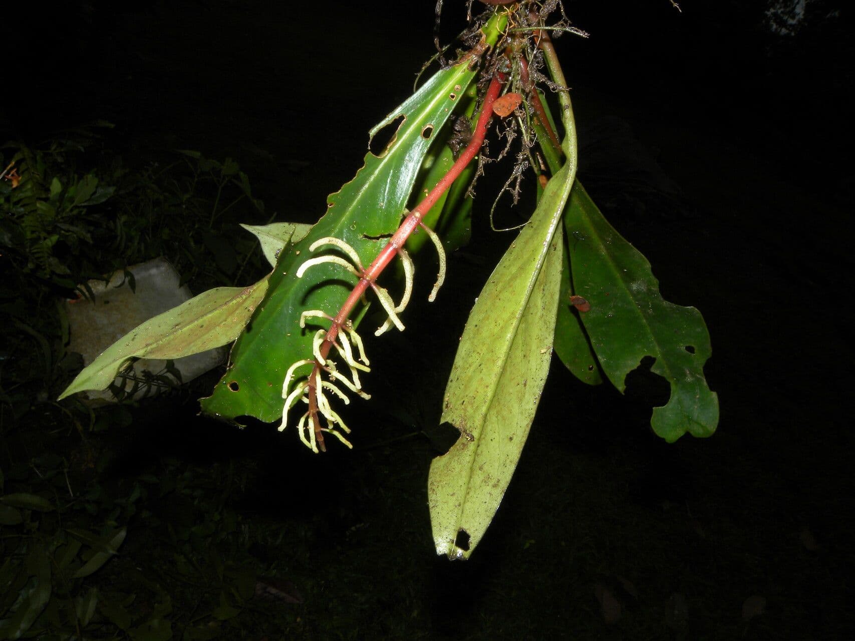 Peperomia 7