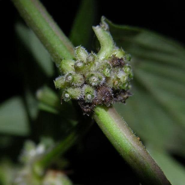 Spermacoce ocymifolia 2