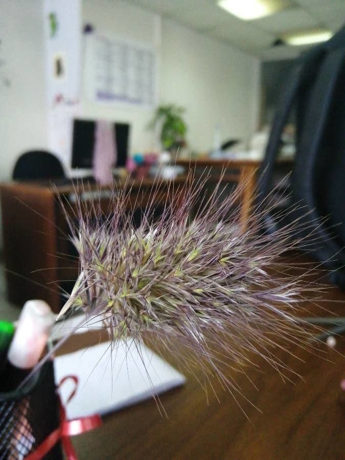 Igel-Kammgras 7