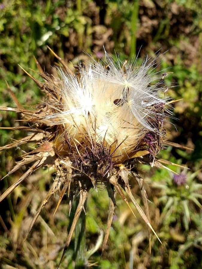 Mariendistel 5