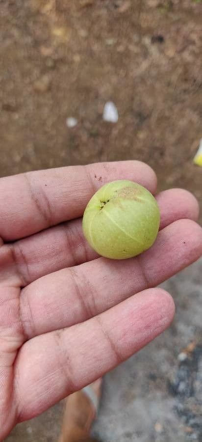 Amla 5