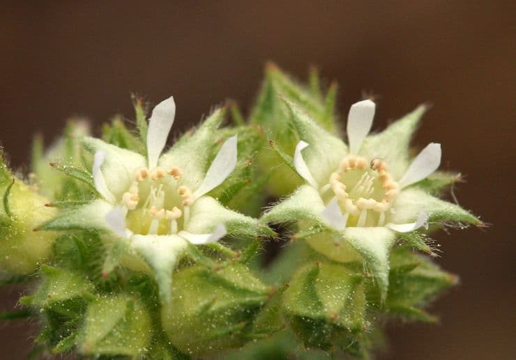 Horkelia tridentata 2