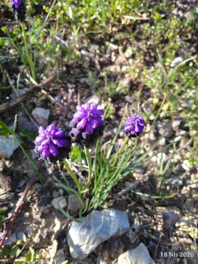 Traubenhyazinthe